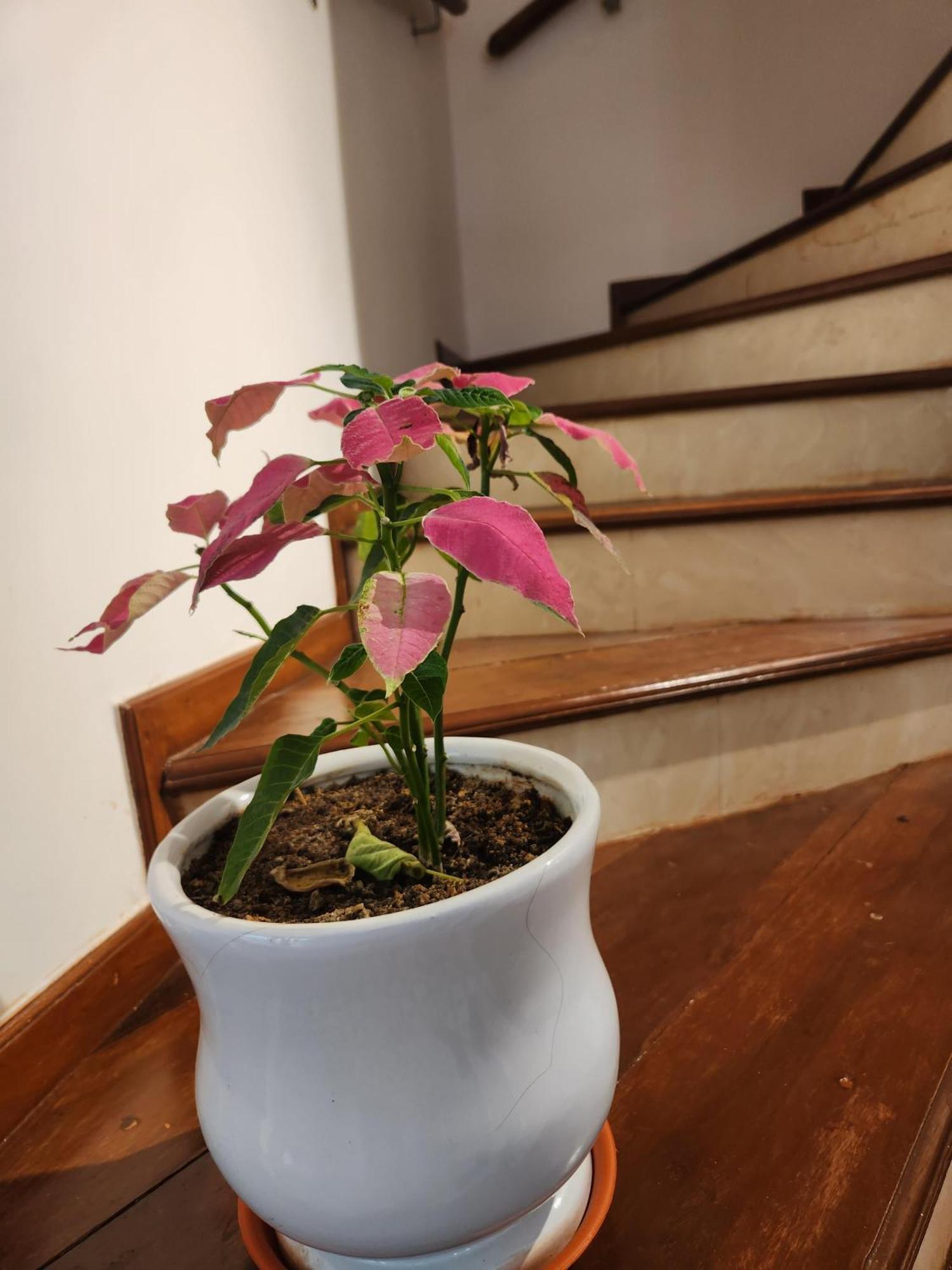 Ederra Stays & Cafe Panaji Ngoại thất bức ảnh